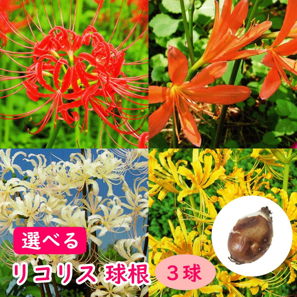 Amazon.co.jp: リコリス 球根 【3球】【スプレンゲリー】ムラサキ